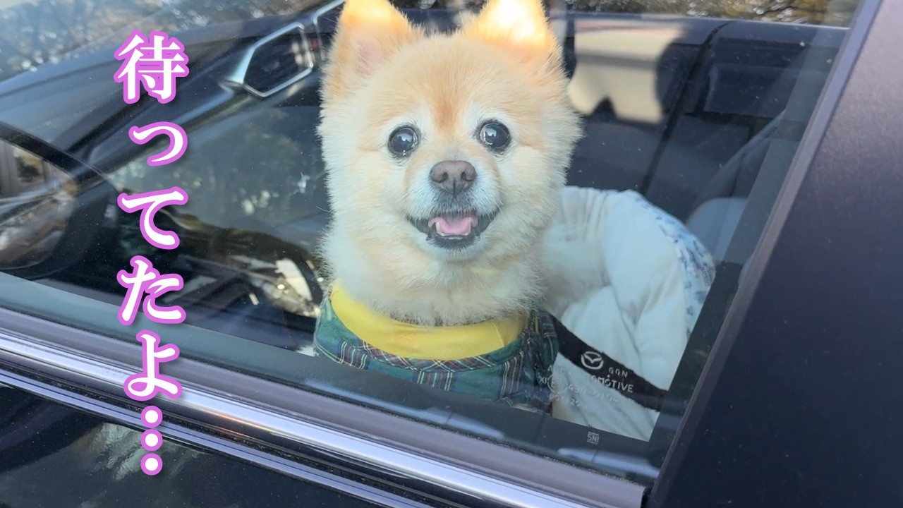 【お留守番】飼い主と数分ぶりに再会した愛犬の反応が感動的でした&hellip;