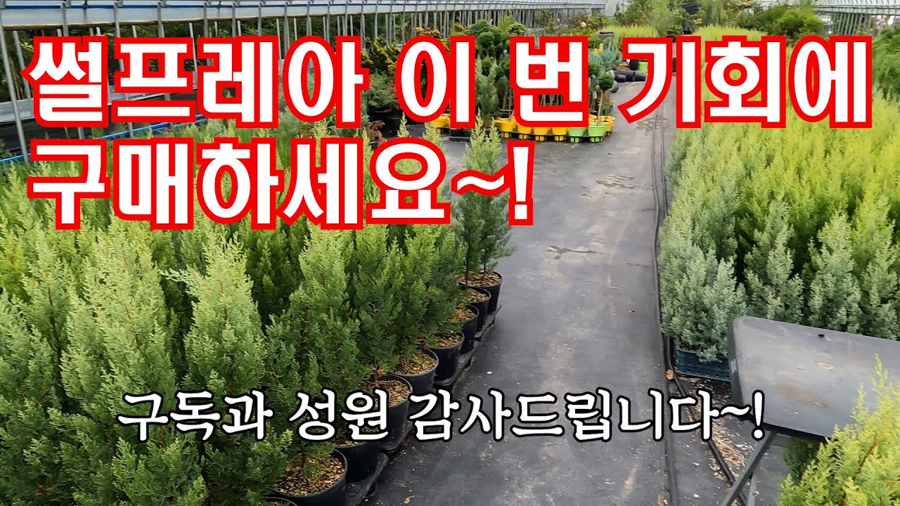썰프레아 지금까지 비싸서 못심으셨던 분들 보세요~ 판매 종료