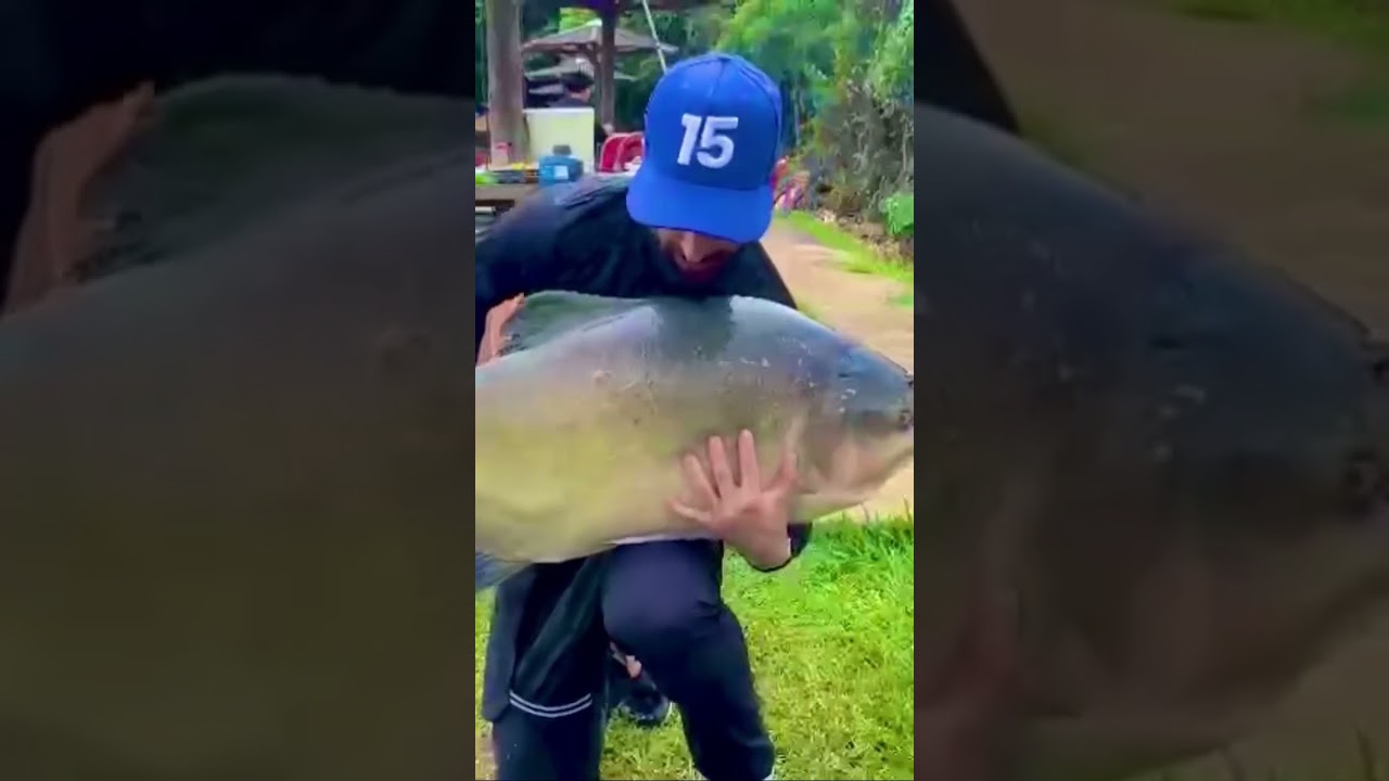 Tambatinga gigante , sistema que seleciona os grande peixes na bio #pesca #pescaria #pesqueiro