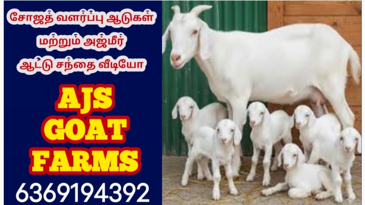 சோஜத் வளர்ப்பு ஆடுகள் மற்றும் அஜ்மீர் ஆட்டு சந்தை வீடியோ     /AJS GOAT FARMS/6369194392