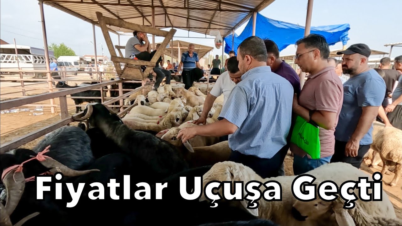 Akşama Doğru Kurbanlık Fiyatları Uçuşa Geçti
