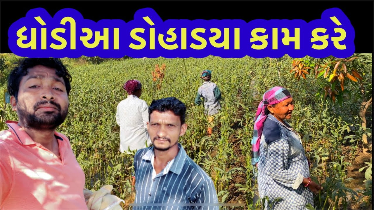 ધોડિઆ ડોહાડ્યા બો કામ કરે દેહુ|Dhodia comedy|Actor hitu|