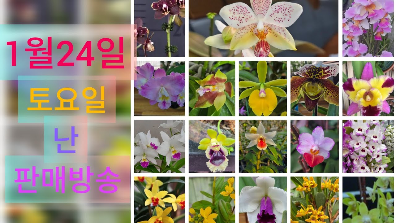 1월24일 토요일 난 판매방송  ❤️ 
