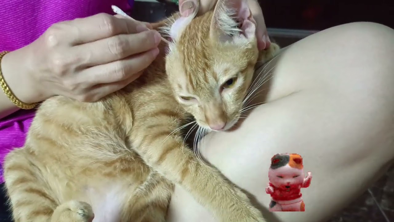 Cat Ear Cleaning ASMR Grooming | Meow Family