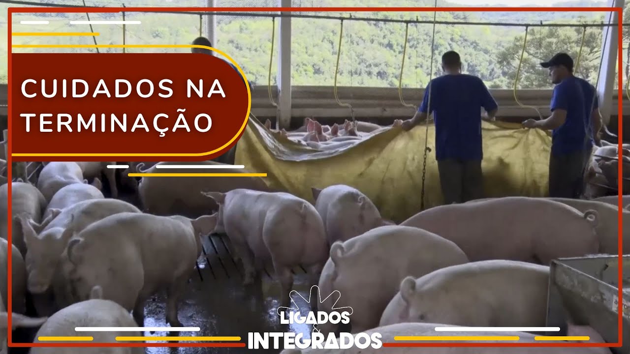 Suinocultura: quais etapas envolvem o manejo pré-abate? | Ligados&Integrados - 03/02/2023