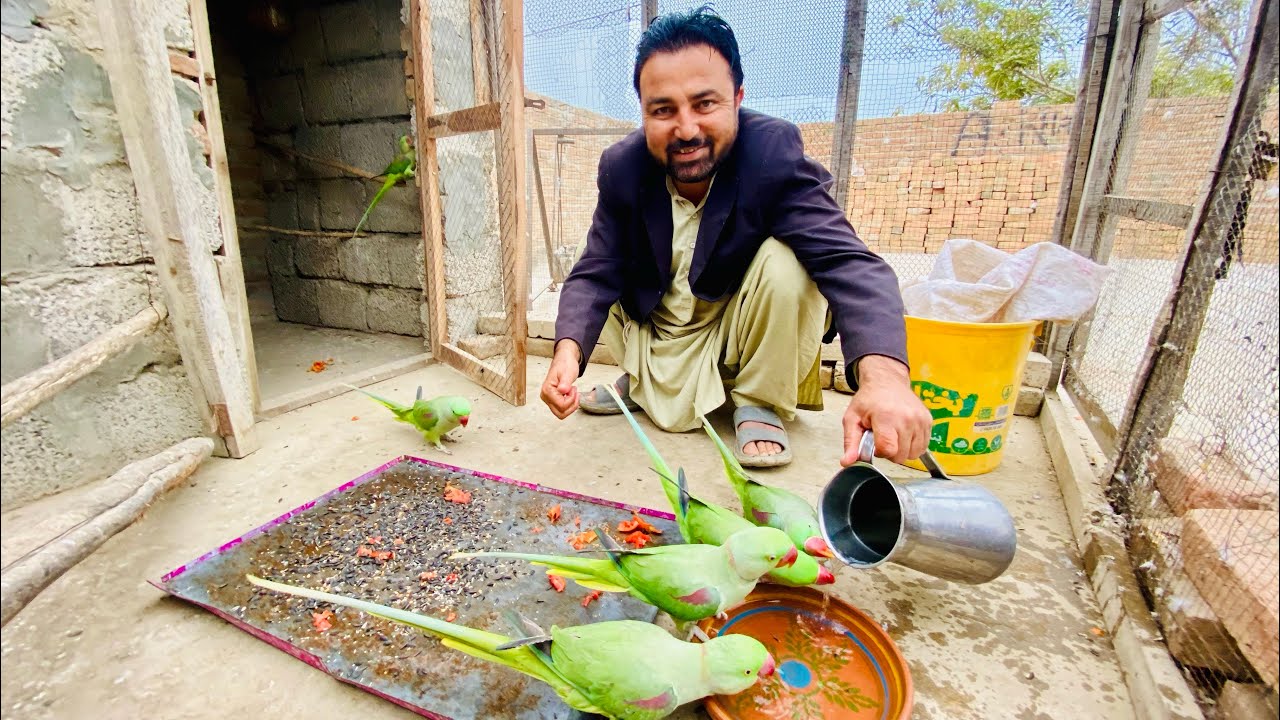 Raw parrotts k beech aj hua singing compitition ❣️❣️🦜🦜