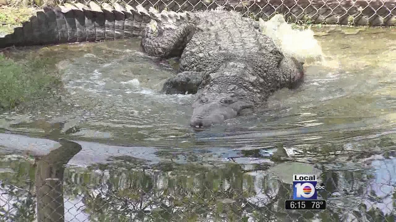 Video of biting crocodile goes viral