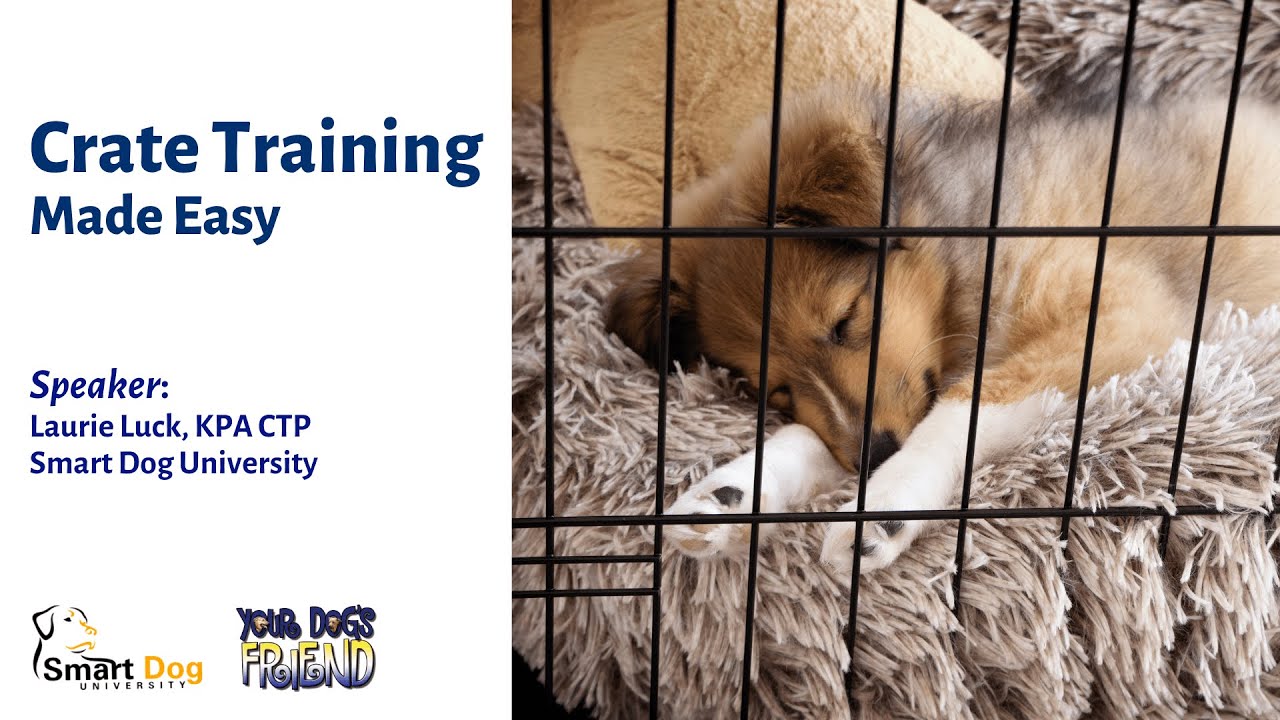 Crate Training Made Easy 8-17-2024