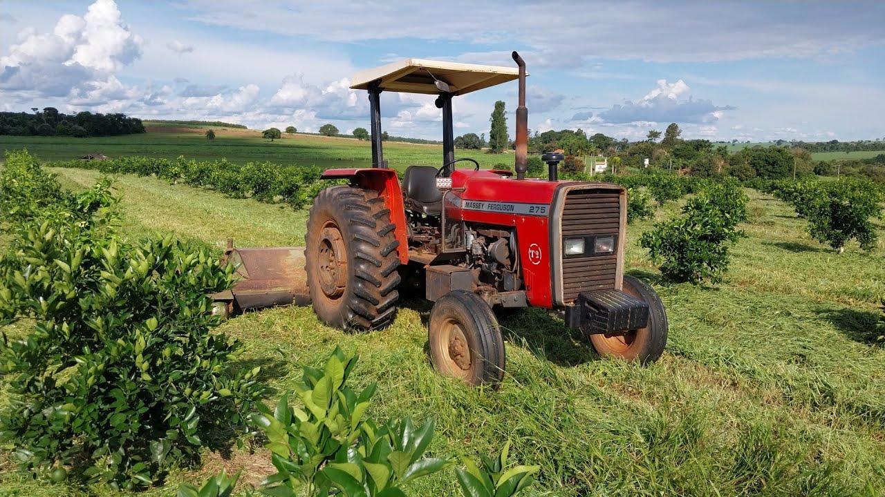Passando a roçadeira na laranja