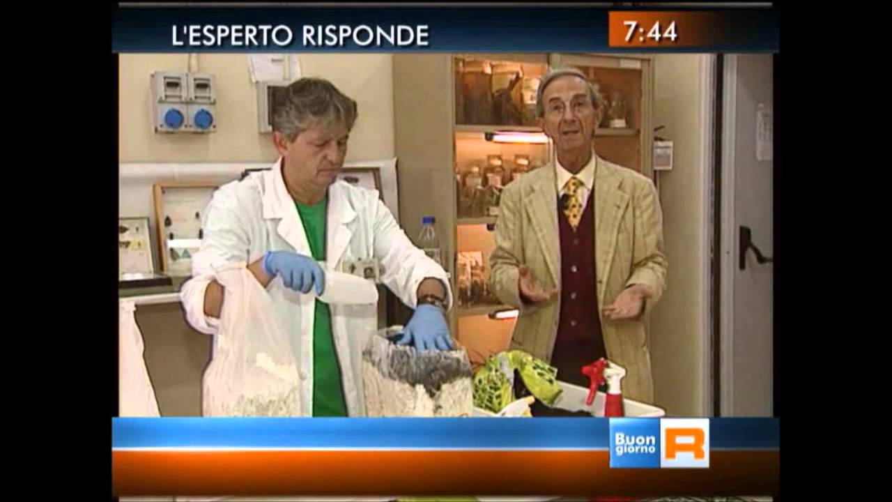 Coltivare funghi cardoncelli in casa