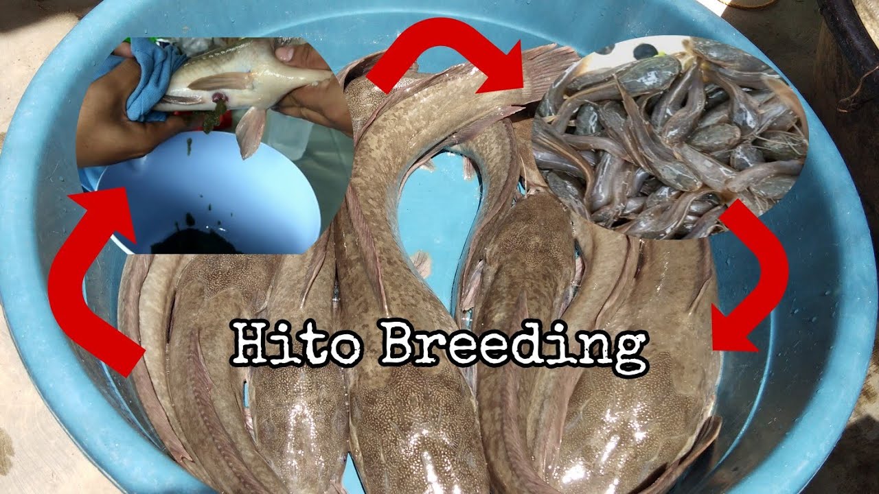 NAGPAANAK AKO NG HITO KAHIT HINDI PA BREEDING SEASON