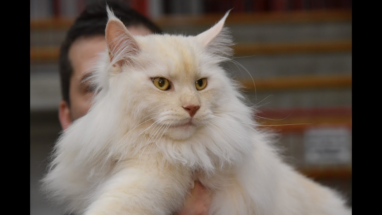 I GATTI PIU' BELLI DEL MONDO A QUILIANO - N°1
