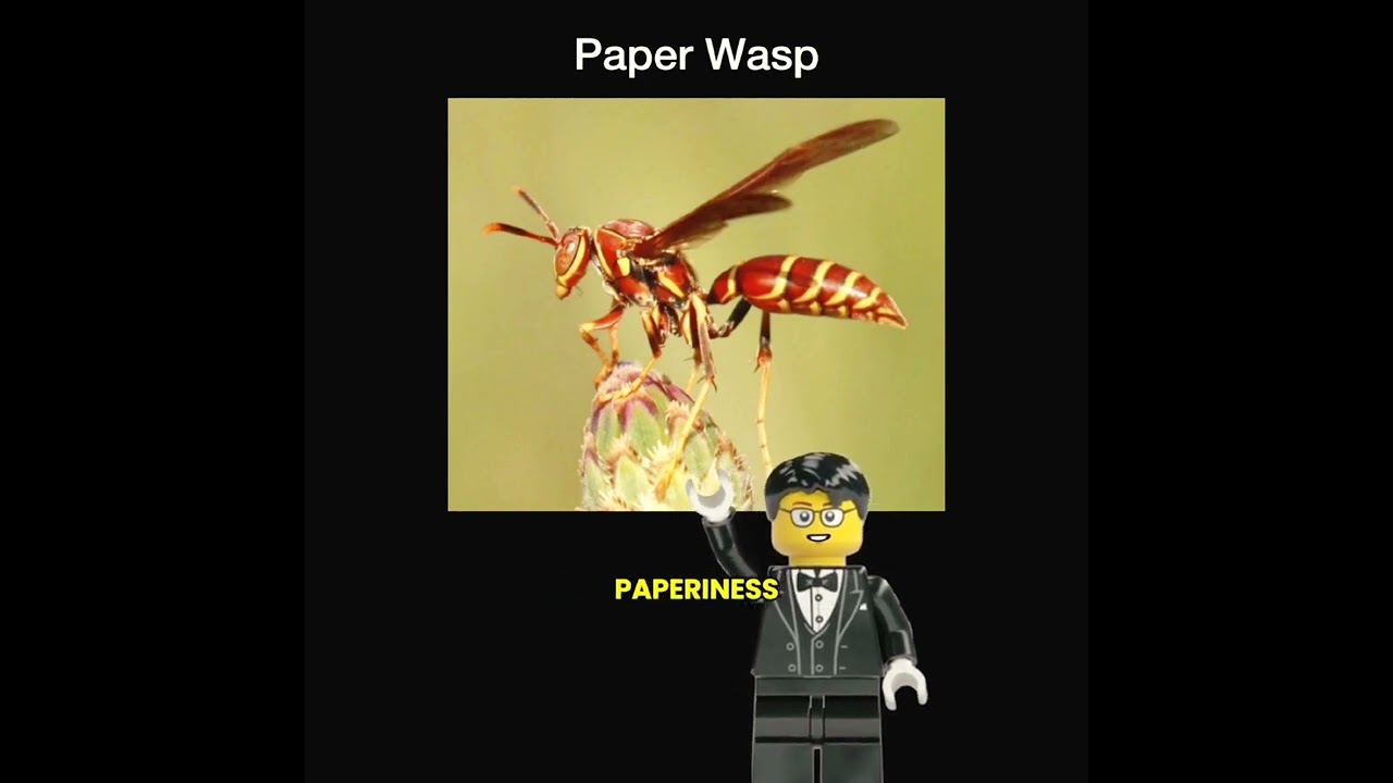 Stinging Insects Iceberg Explained