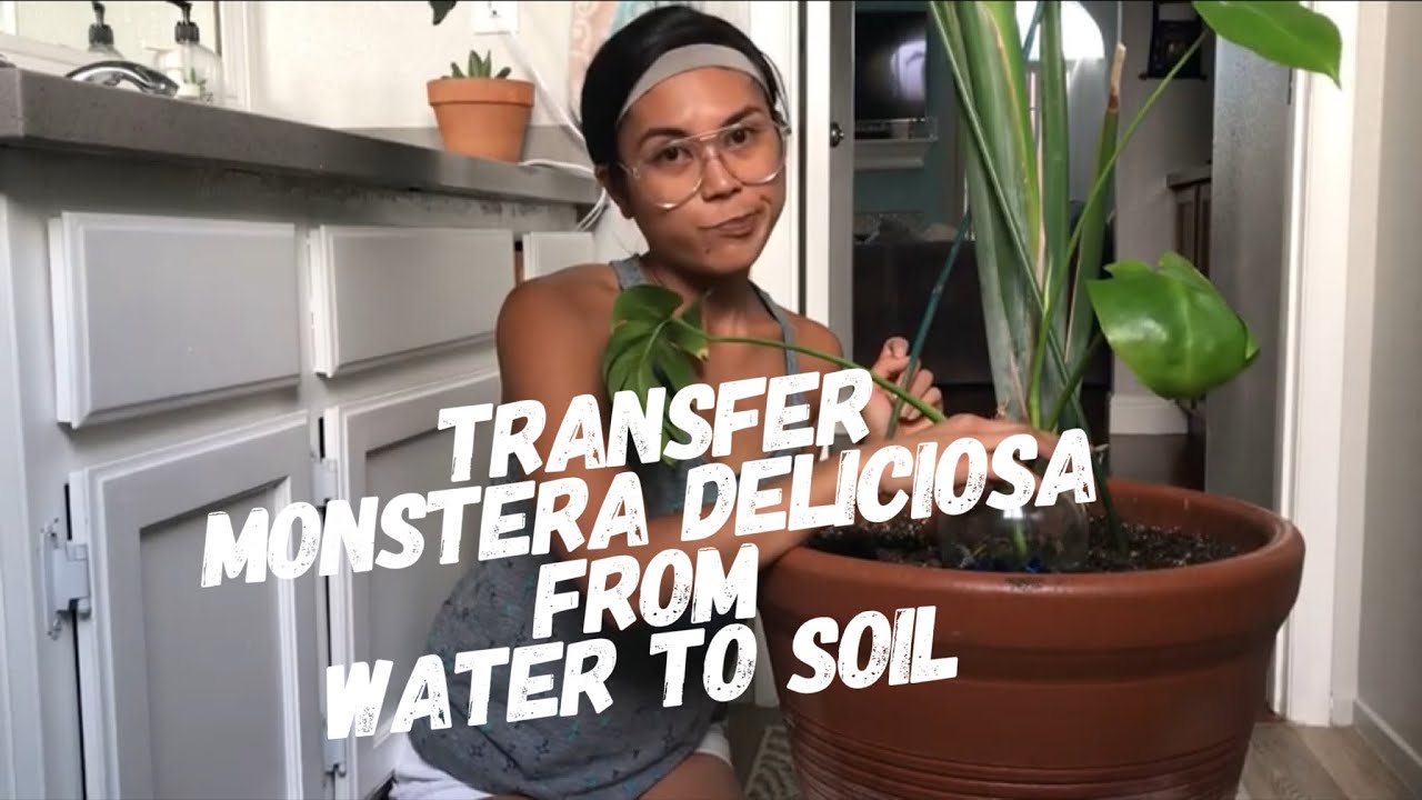 Transferring a Water Propagated Monstera Deliciosa Cutting to Soil