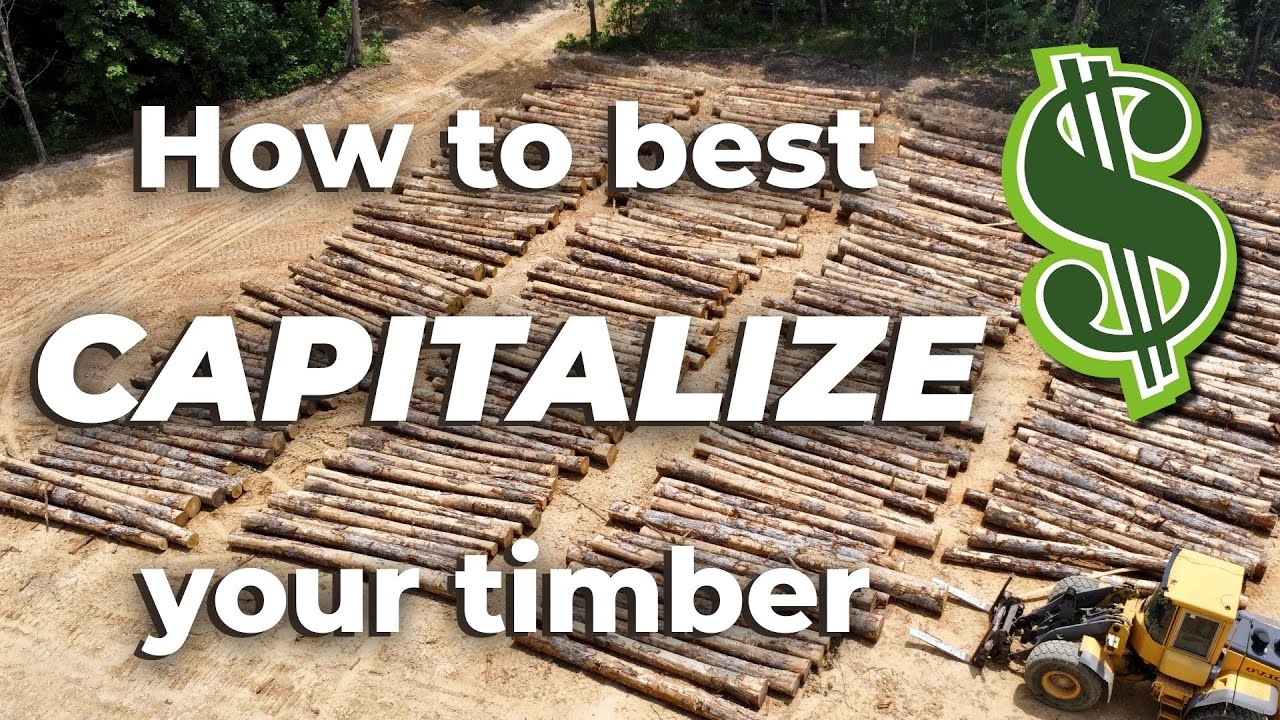 Evaluating hardwood timber sales | Ep 147