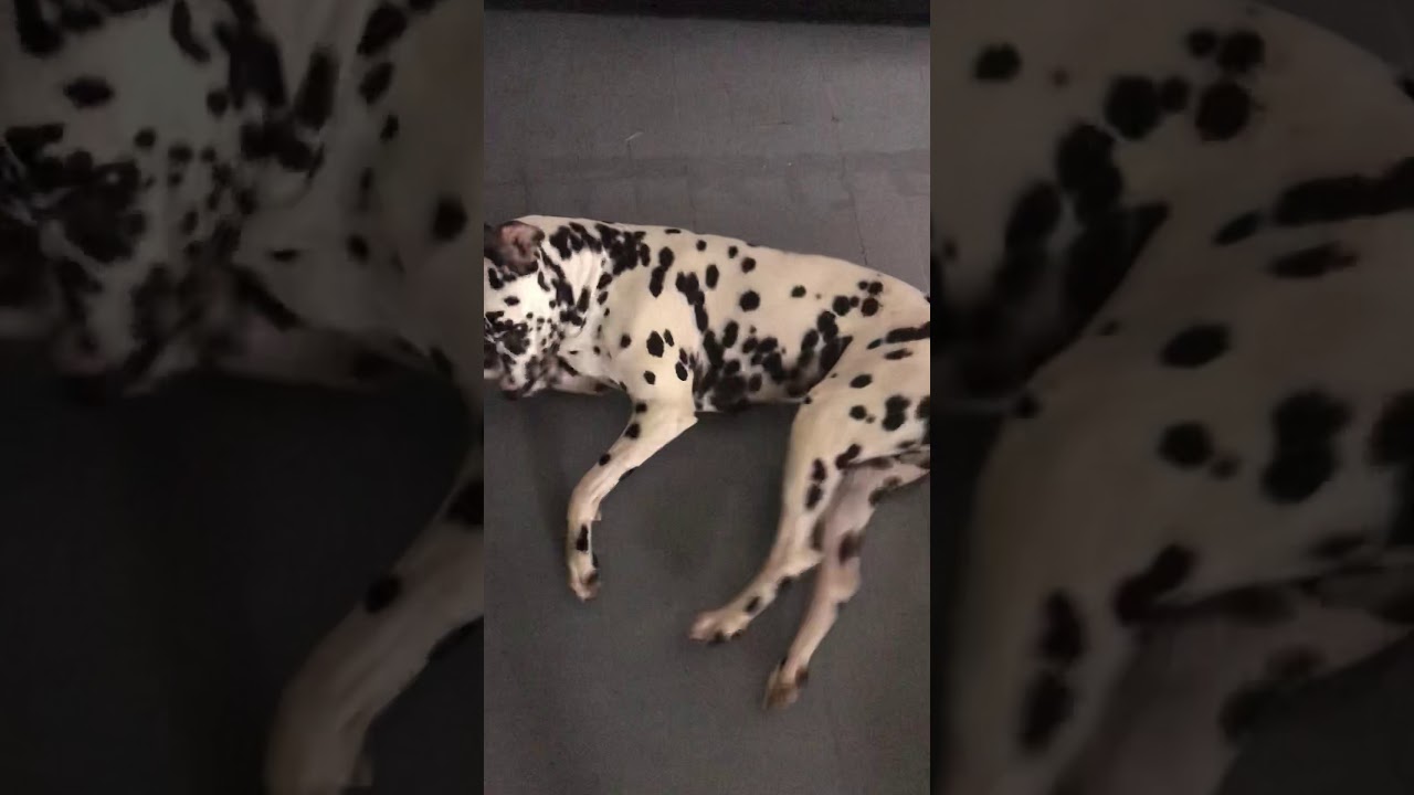 Crise épilepsie chien