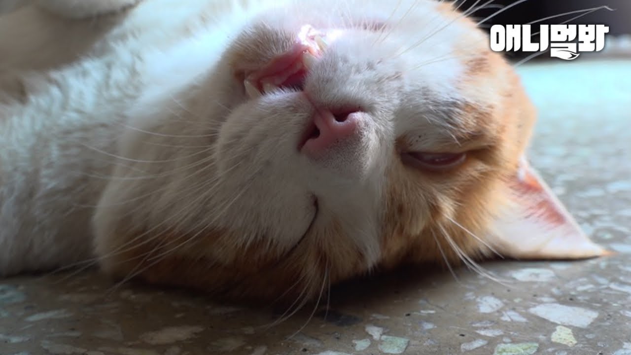 Кот, Защищающий Другого Кота, Похожего На Его Умершую Жену
