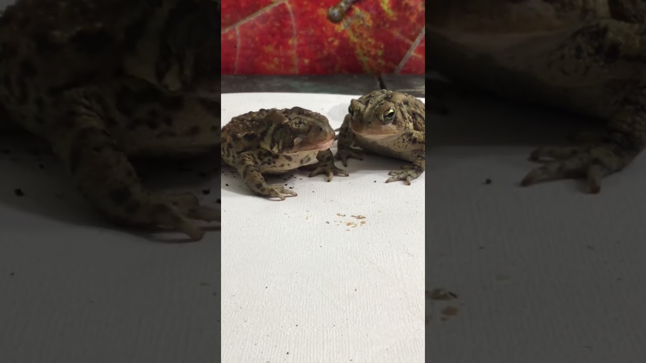 2 Toads V.S. 1 Mealworm