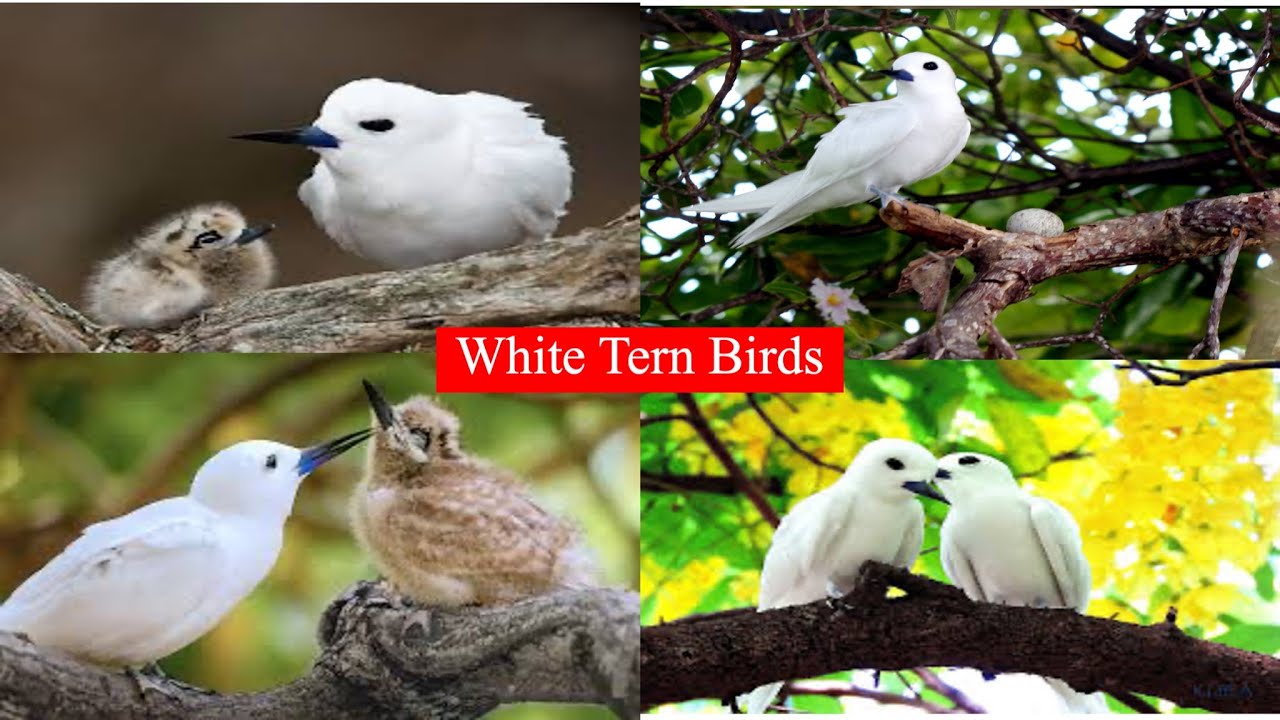 12 удивительных фактов о белой крачке, которых вы не знали! 🕊️ | Потрясающие факты, о которых вы ...