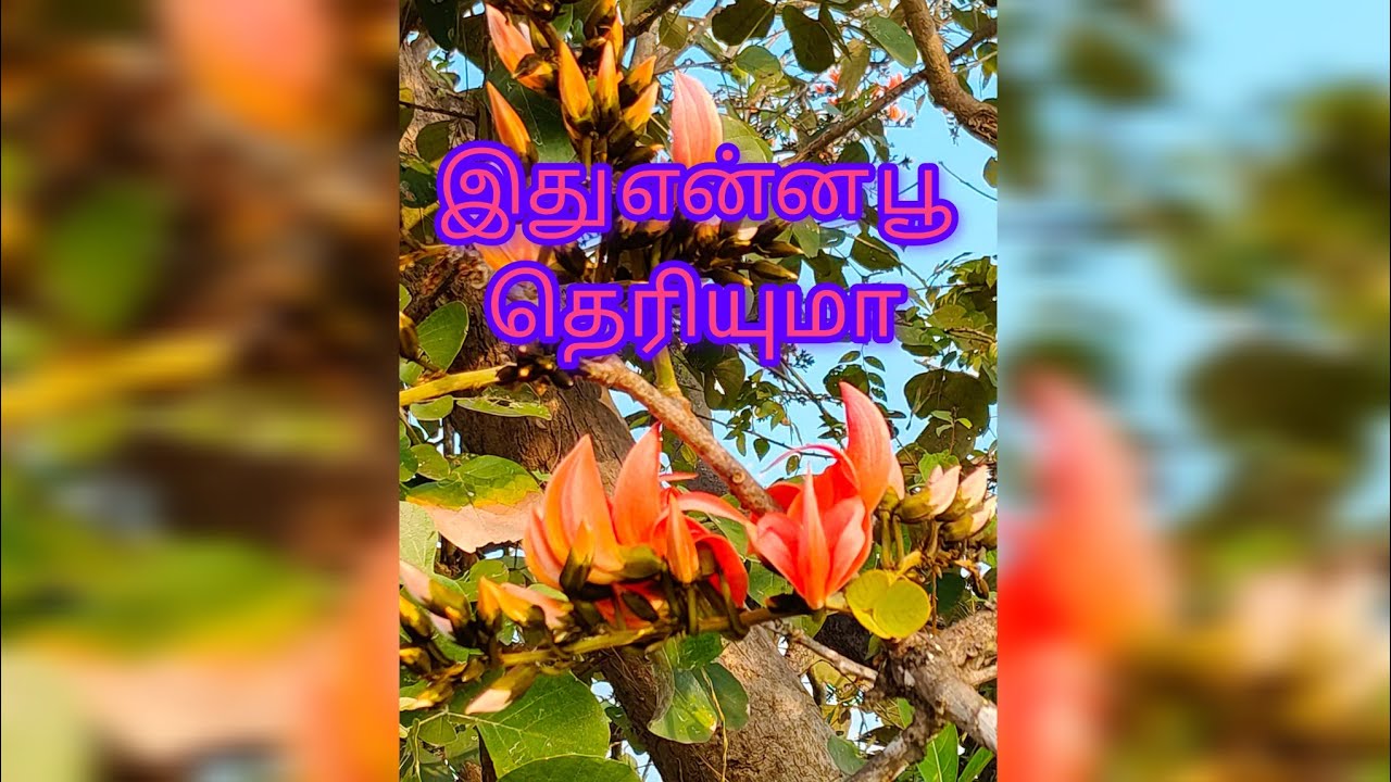 இது என்ன பூ தெரியுமா 