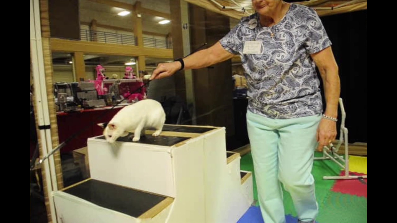 VIDEO: Cat agility course at Cat Fanciers cat show