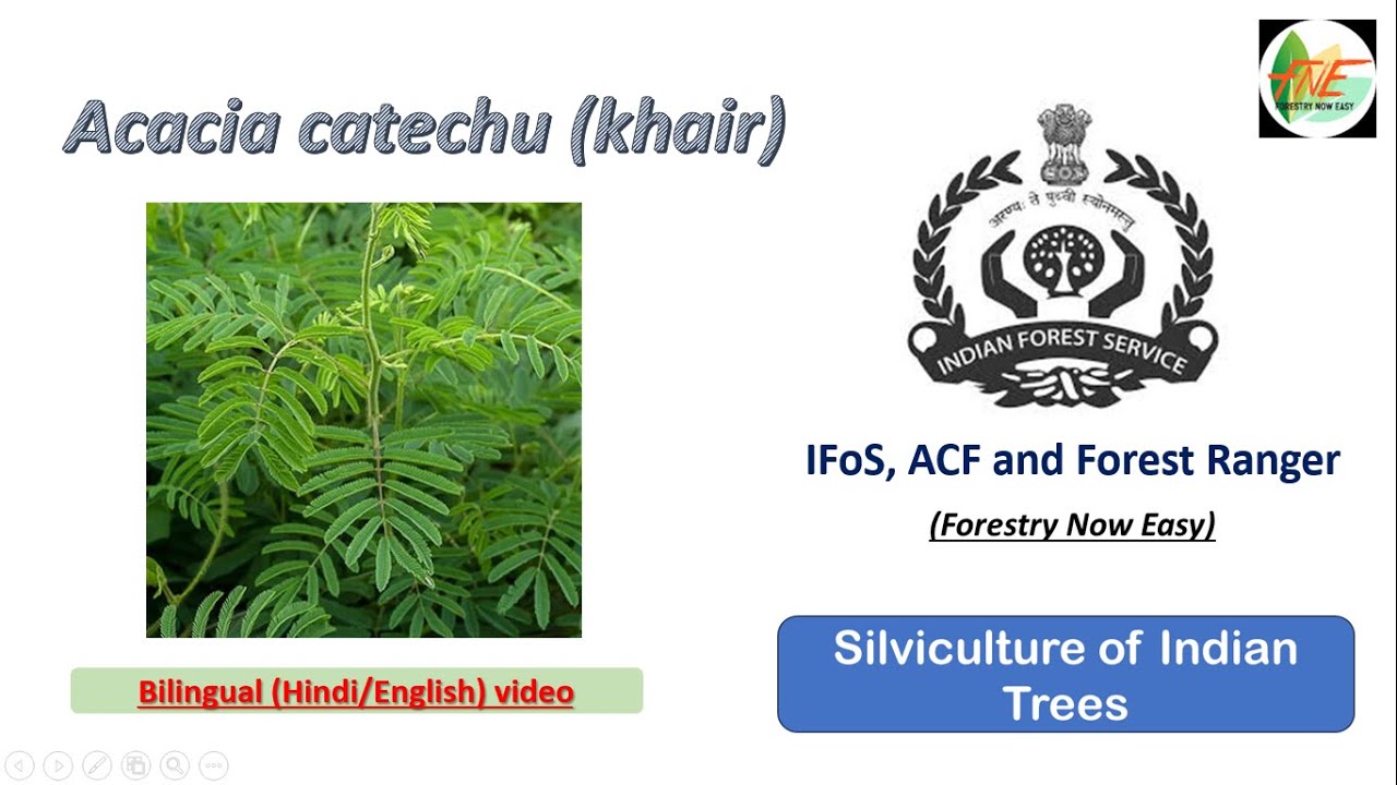 Acacia catechu || Silviculture of Indian Trees for UPSC IFoS, JPSC - ACF and Forest Range Officer