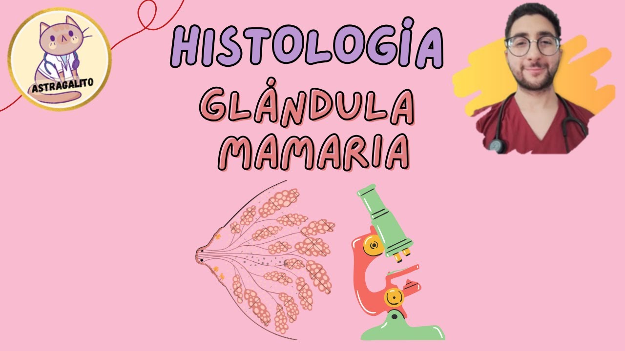 GLÁNDULA MAMARIA | HISTOLOGÍA - UBA