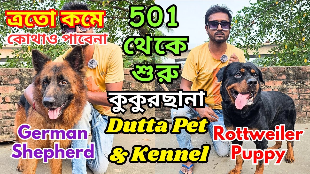 Best Rottweiler Kennel in Kolkata । Import Quality Kci Registered। Dog Market in Kolkata