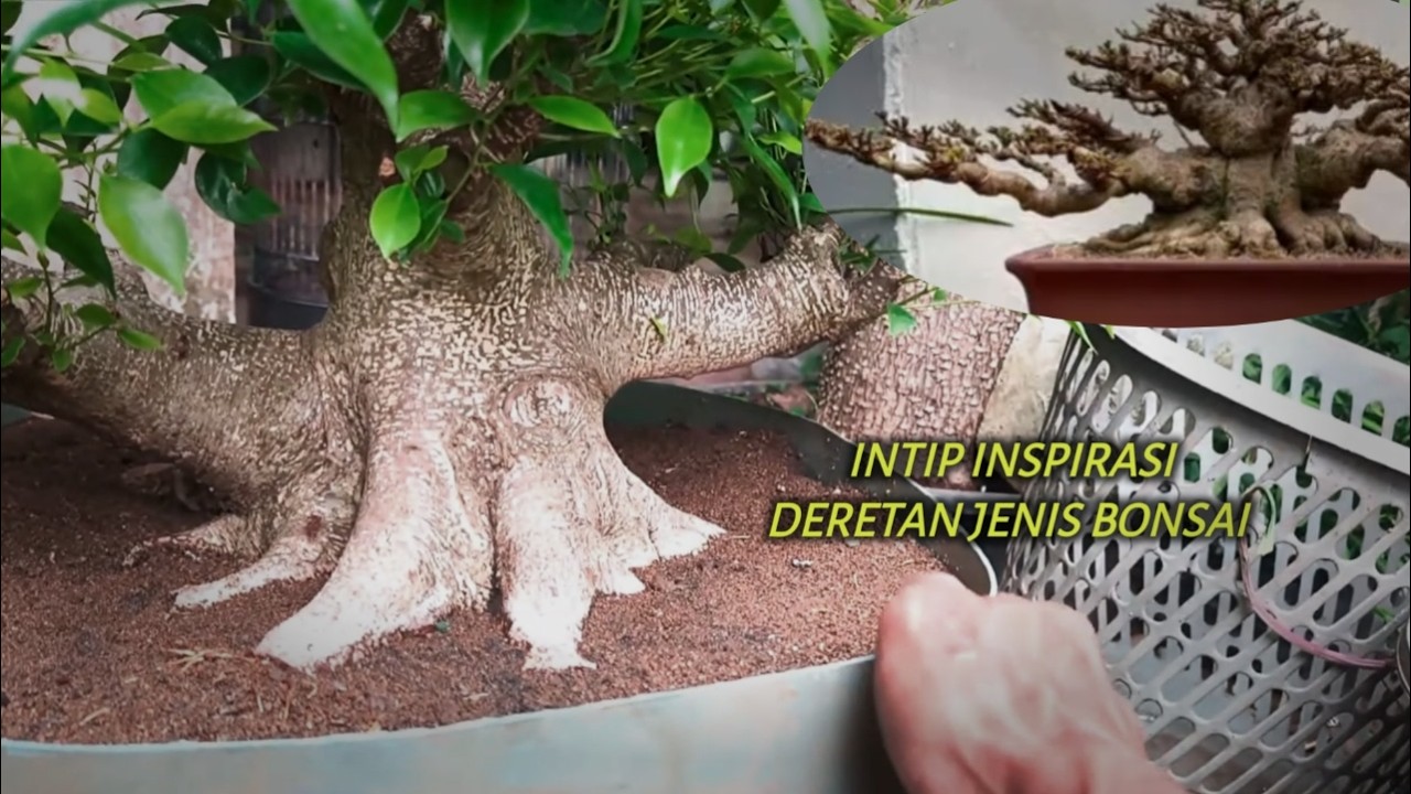 Intip Koleksi Inspirasi Deretan Jenis Bonsai