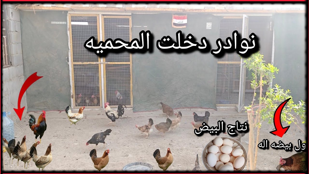 جبت دجاجات🐔خمسه + انتاج البيض🥚رتبت المحميه 🙂+ تم علاج الدجاجات😃