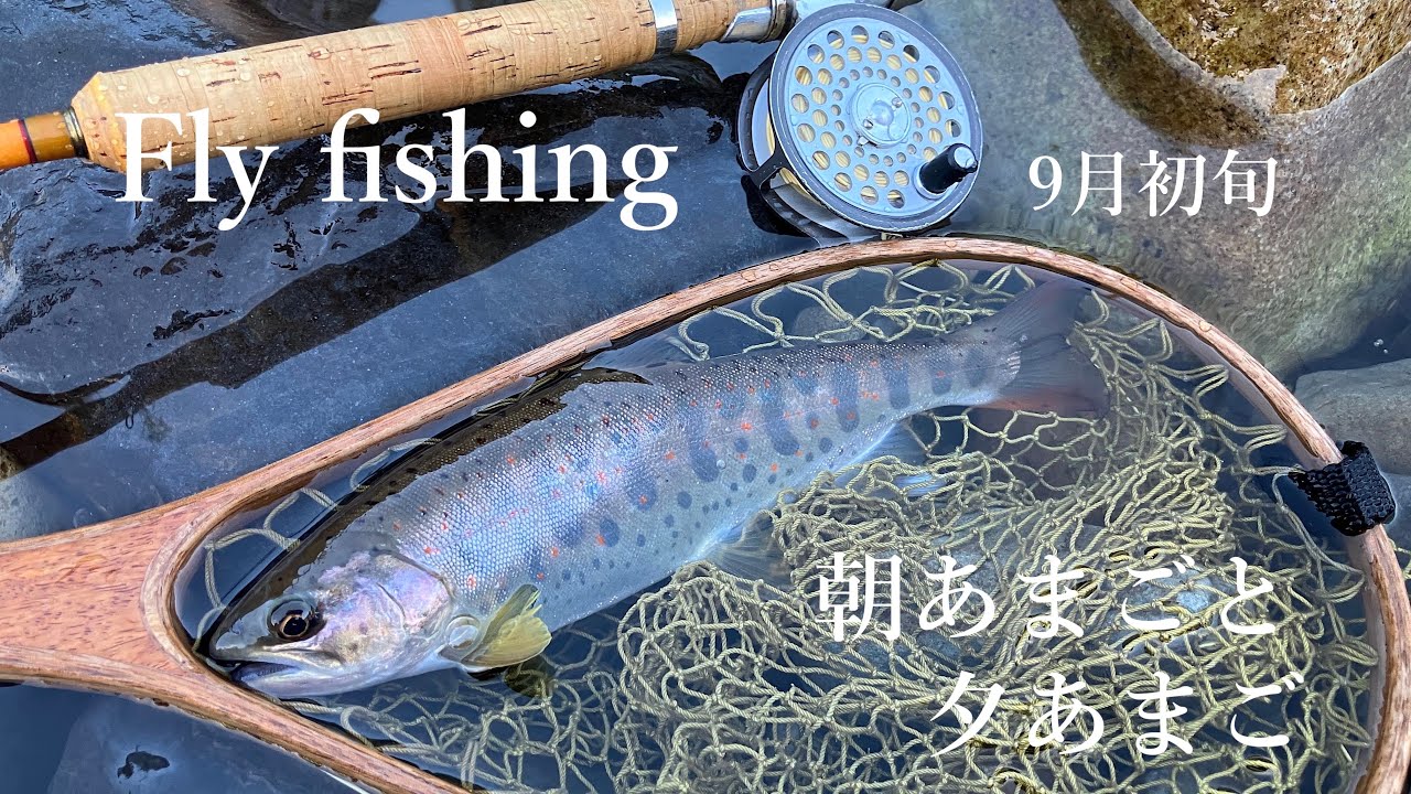 早起きしてアマゴを釣って夕方にアマゴを釣るコト #フライフィッシング #flyfishing #渓流