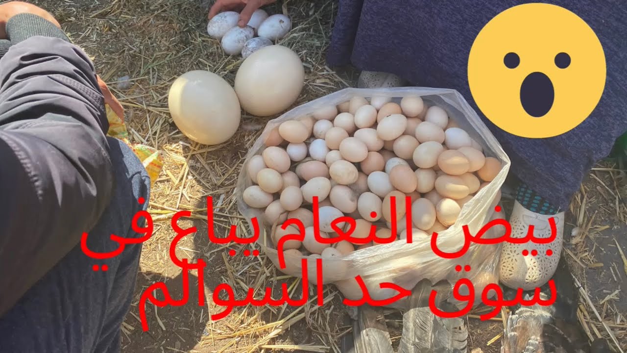 بيض النعام يباع في سوق حد السوالم، في جولة أسبوعية اشترينا بيضة النعام ب  150 درهم
