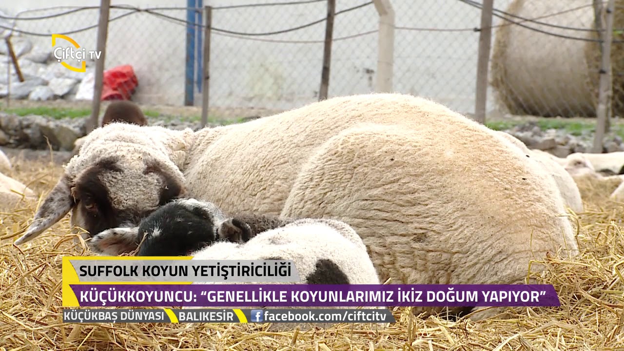 Küçükbaş Dünyası - Suffolk Koyun Yetiştiriciliğinin Özellikleri.