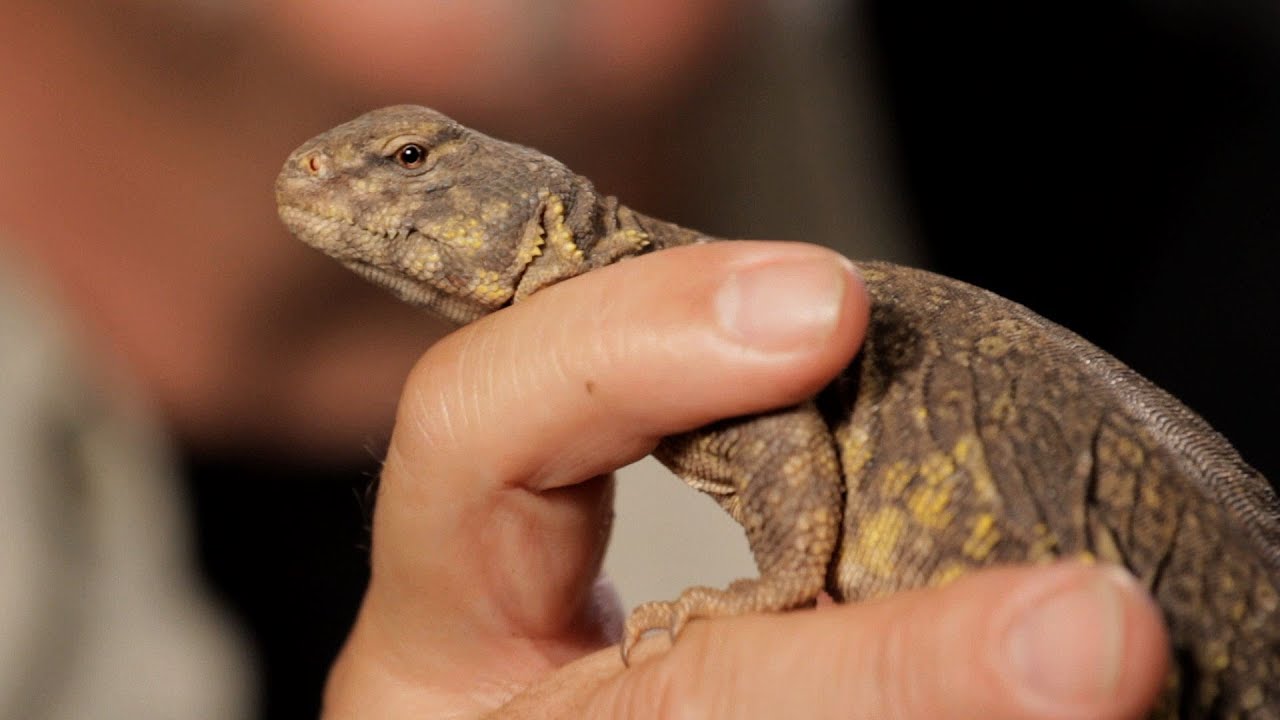 6 Facts about Spiny-Tailed Lizards | Pet Reptiles