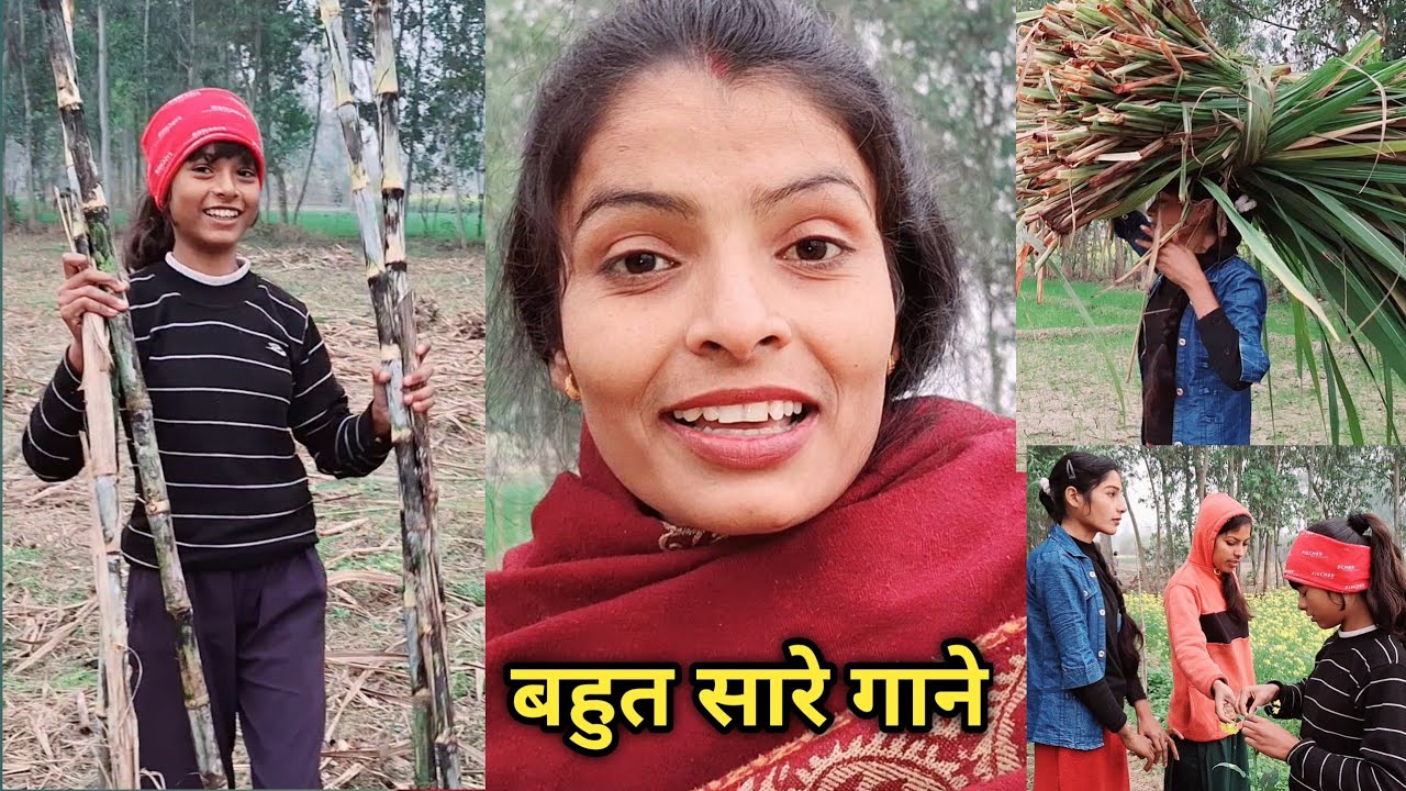 रस निकलवाने के लिए खेत से लेकर आए बहुत सारे गाने#shivanivlog #familyvlog #shivani 