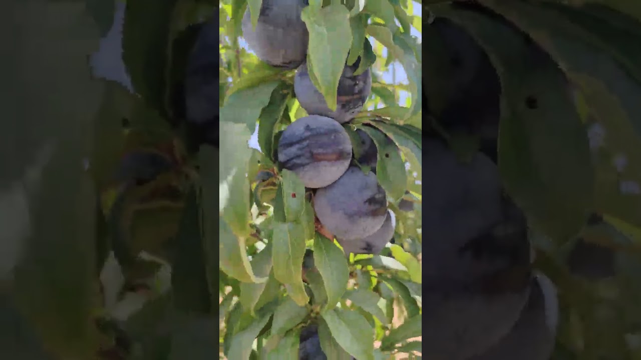 Prune de table vanya برقوق ڤانيا