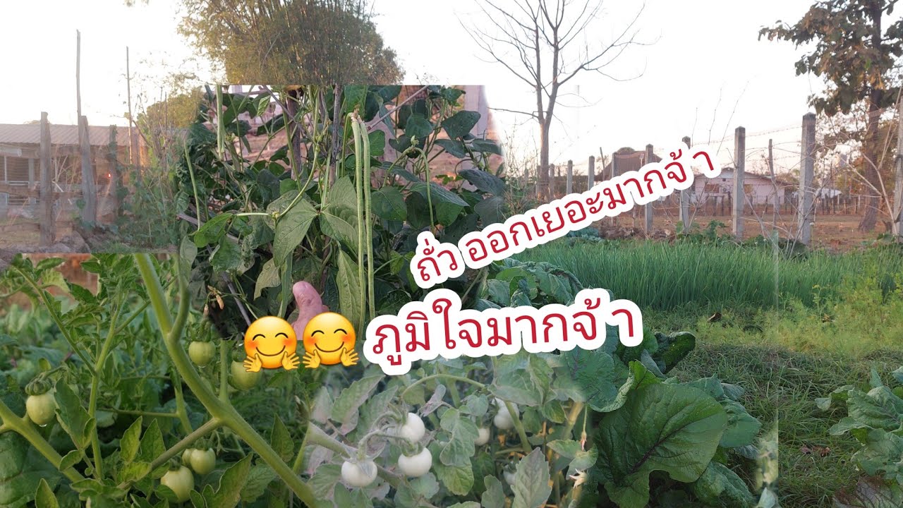 ออกหมากออกผลอยู่เด้อจ้า สวนผักของสองผัวเมียจ้า