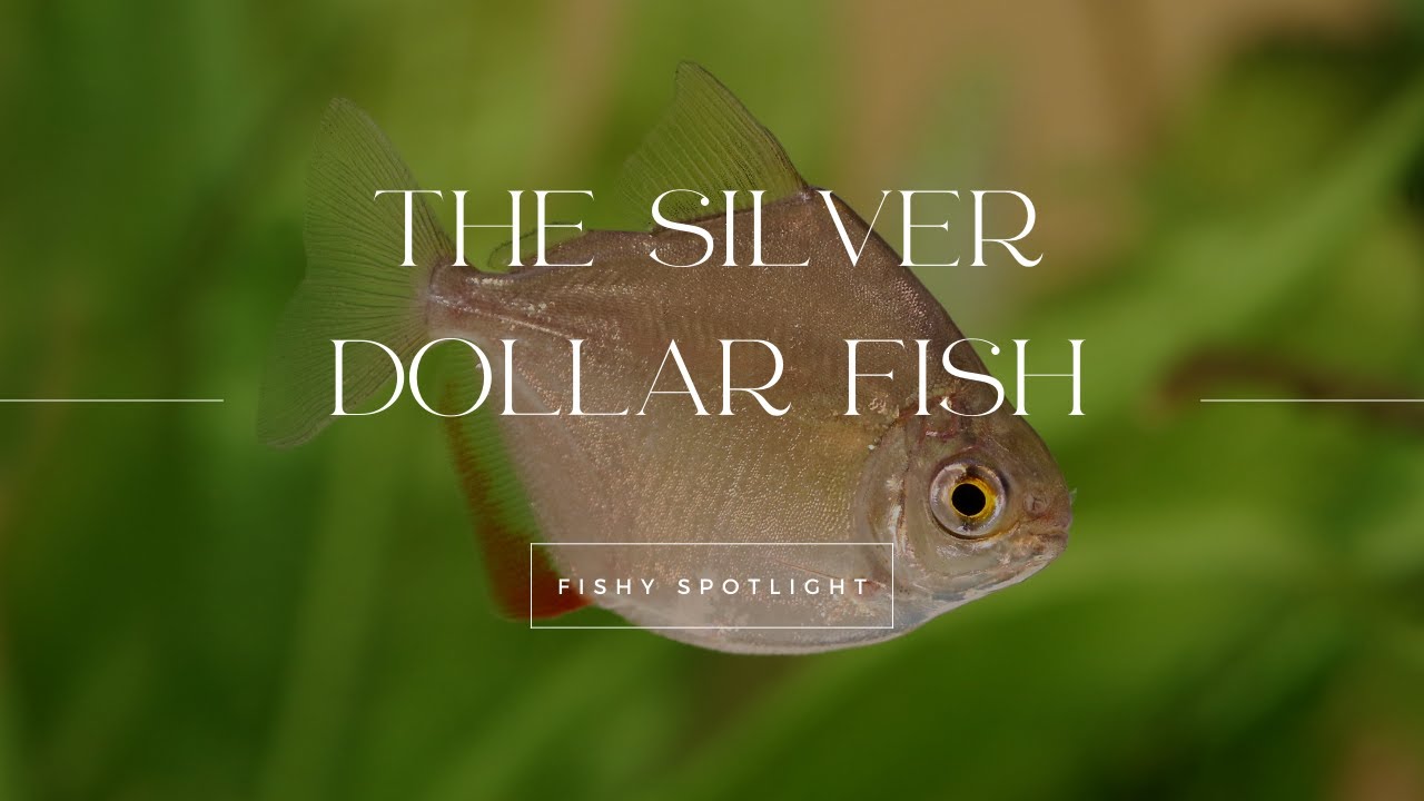 Fishy Spotlight: The Silver Dollar