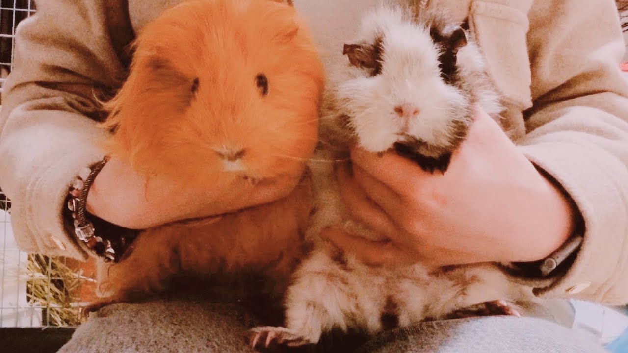 モルモットを増やすのは難しいかもしれません