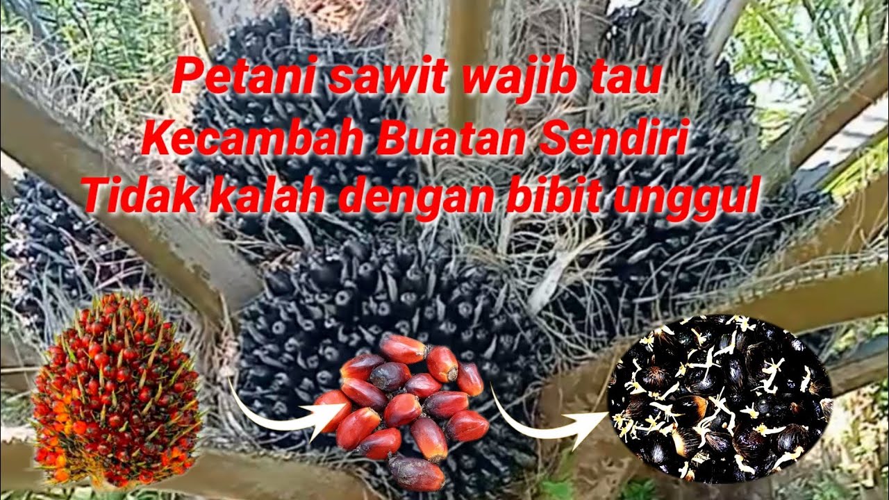 penampakan buah sawit hasil kecambah buatan sendiri,dan cara pembuatannya