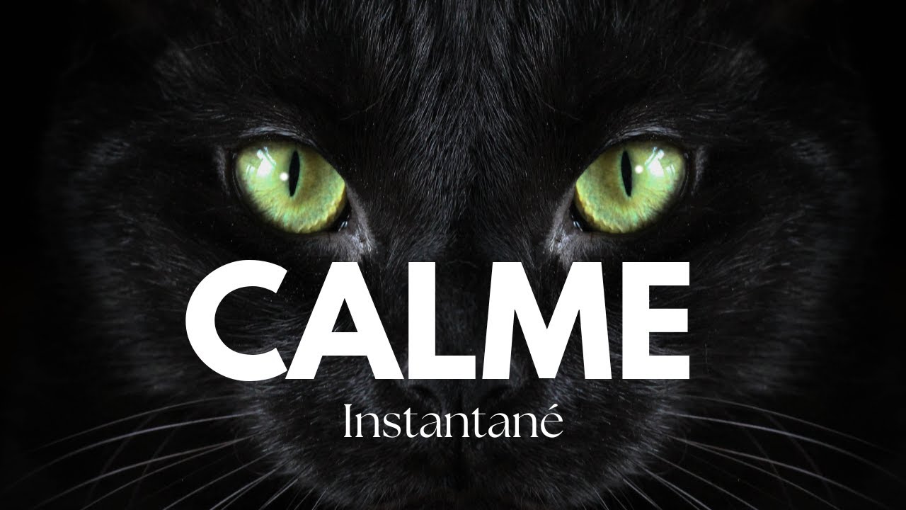 Ronronnement chat apaisant 🐈&zwj;⬛ l Ronronth&eacute;rapie l Musique anti-stress, bruit du chat fr&eacute;quence 40hz