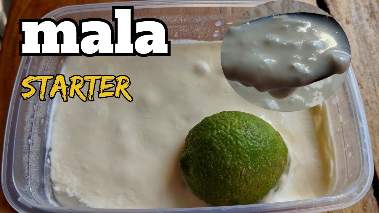 Как приготовить закваску/культуру МАЛА дома