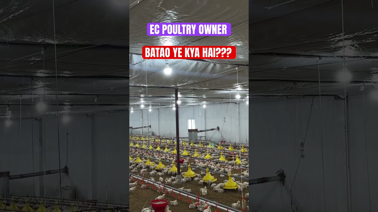 EC Poultry Owner Batao Ye Kya Hai?? New Equipment in EC Poultry Farm #poultryfarm #equipment