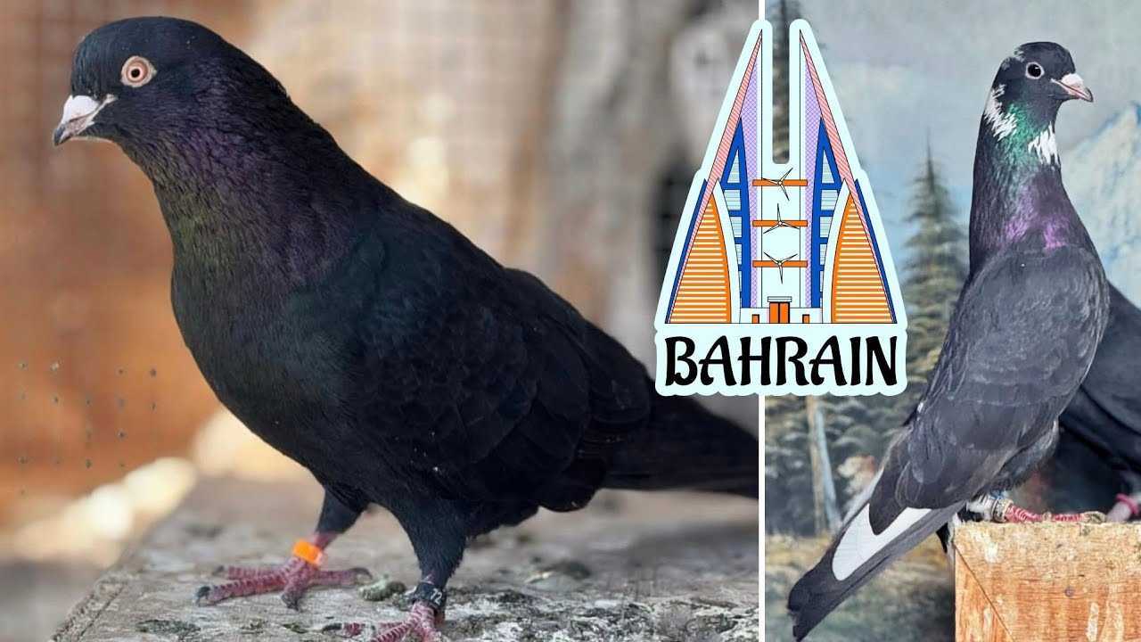 Эксклюзив из Бахрейна 💫 Бойные голуби | Exclusive from Bahrain | حمام من سلالة القطيف