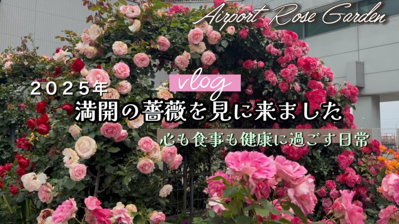 【空港のローズガーデン】🌹満開の薔薇園を母とウォーキング🚶‍♀️４毒抜きご飯の日常