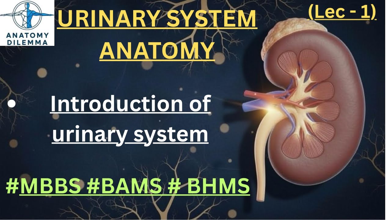 |urinary system| introduction about urinary system| anatomy dilemma | DR Mukul goyal| 