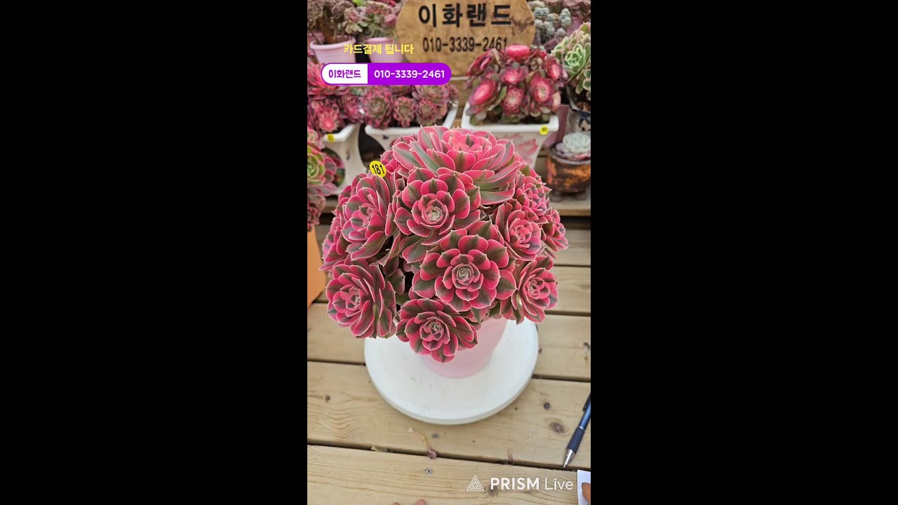 다남다육 (이화랜드) 라이브 스트리밍 중010-3339-2461문자주세요. 인천계양구이화동258-1