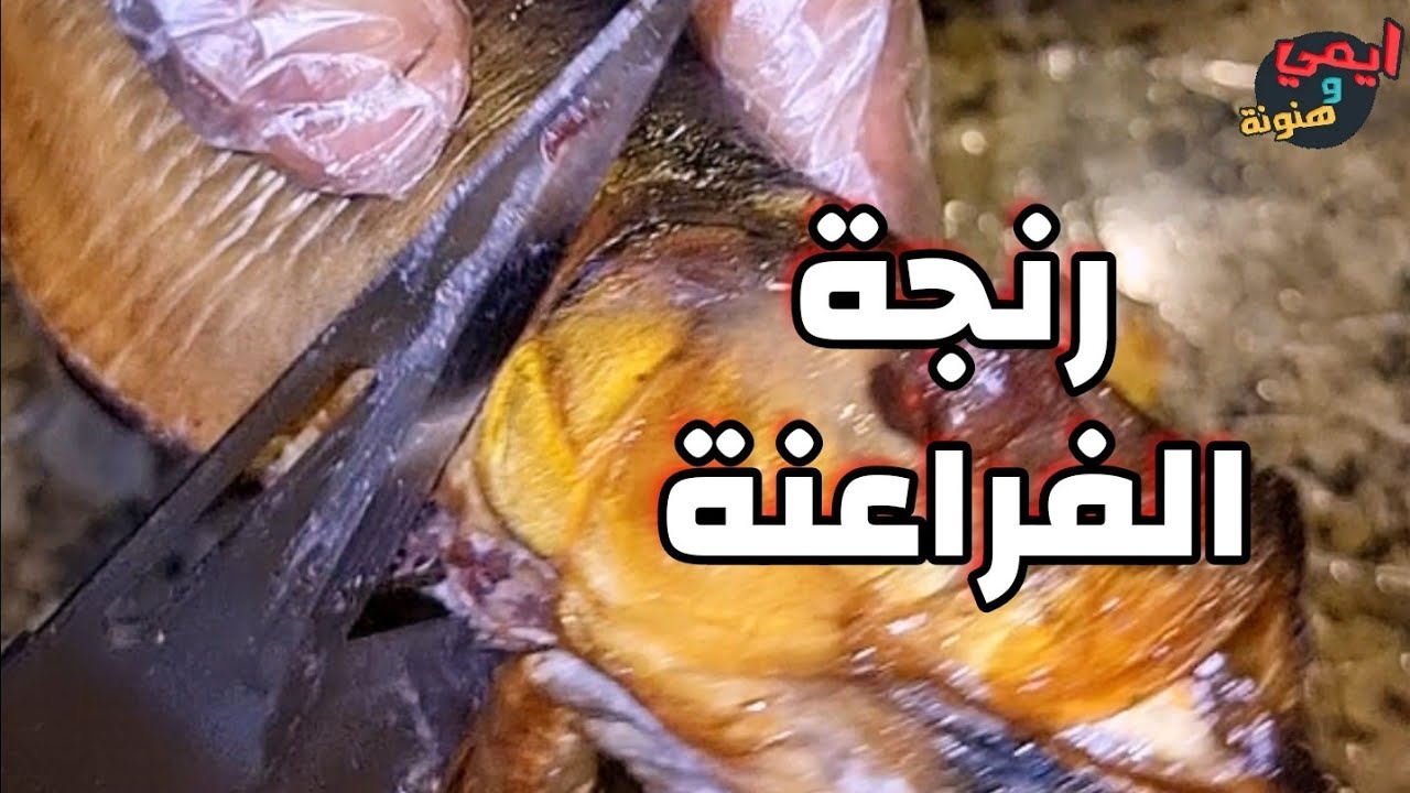 طريقة الفراعنة في خلي الرنجة 🔥 وإعدادها للاكل