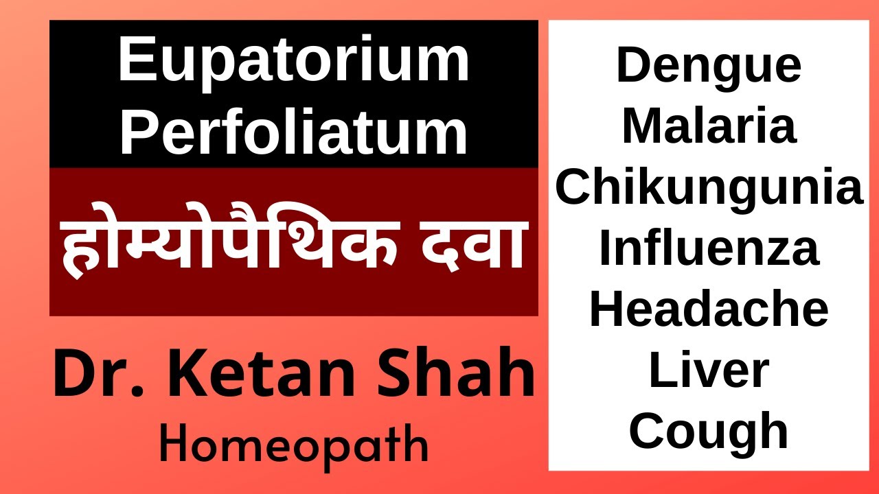 Eupatorium perfoliatum | Fever - Dengue- Malaria | Homeopathic Medicine | Dr.Ketan Shah | Hindi