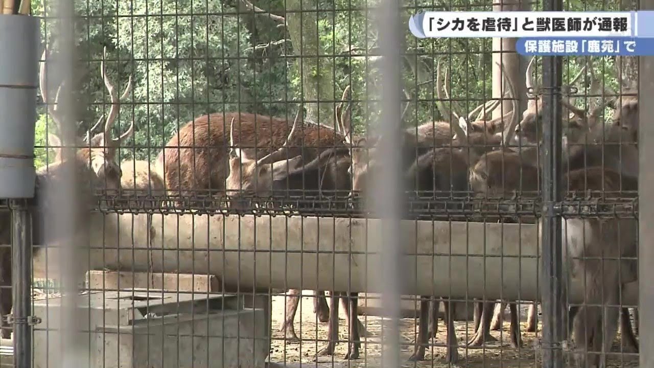 保護施設「鹿苑」で「シカを虐待」と獣医師が通報
